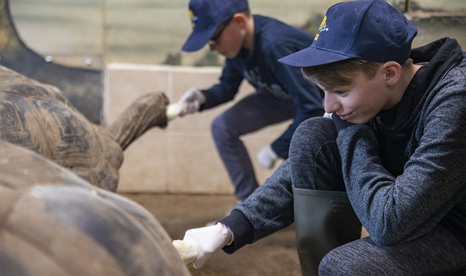 Enfant en soigneur d'un jour junior en train de nourrir un Coati roux au ZooParc de Beauval.