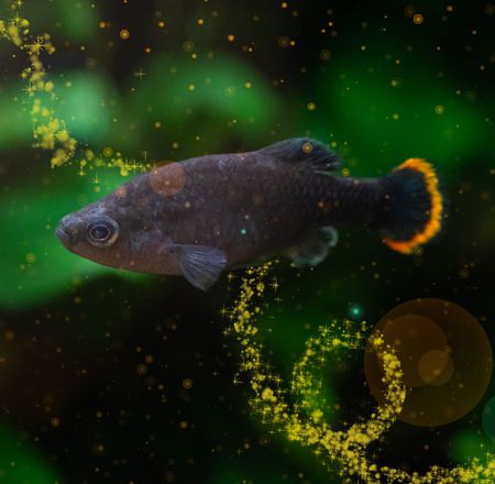 Poisson téquila - ZooParc de Beauval