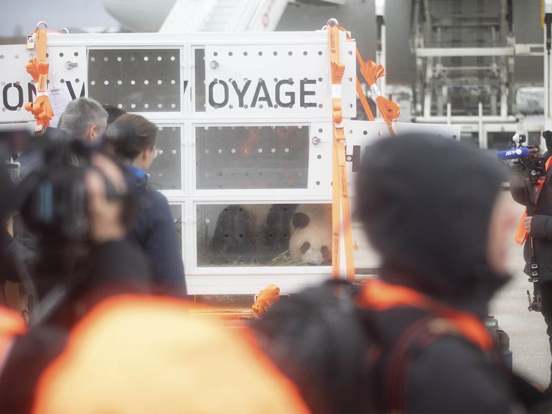 Départ Huan Huan et Yuan Zi - Pandas géants - ZooParc de Beauval Départ Huan Huan et Yuan Zi - Pandas géants - ZooParc de Beauval