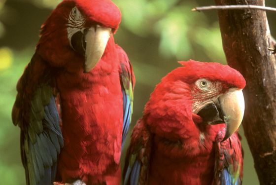 Ara chloroptère - Les animaux de La Rotonde des Perroquets - ZooParc de Beauval Ara chloroptère - Les animaux de La Rotonde des Perroquets - ZooParc de Beauval