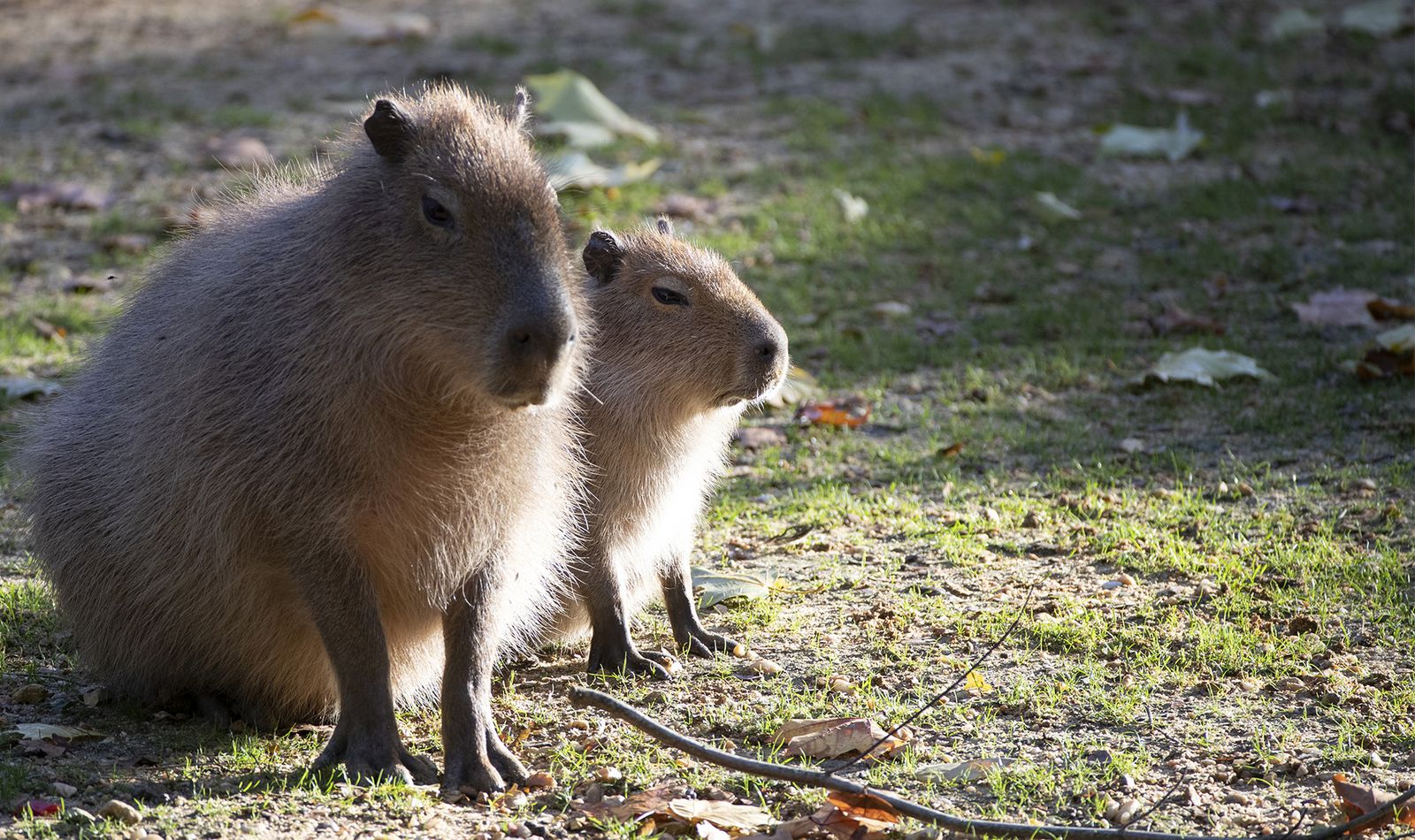 Capybara - Animaux extraordinaires du ZooParc