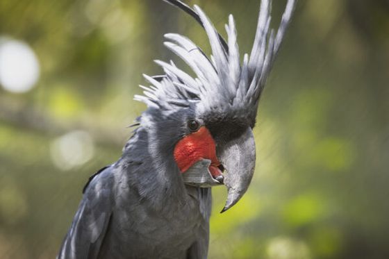 Une nouvelle espèce de cacatoès découverte grâce à un programme de conservation coordonné par Beauval