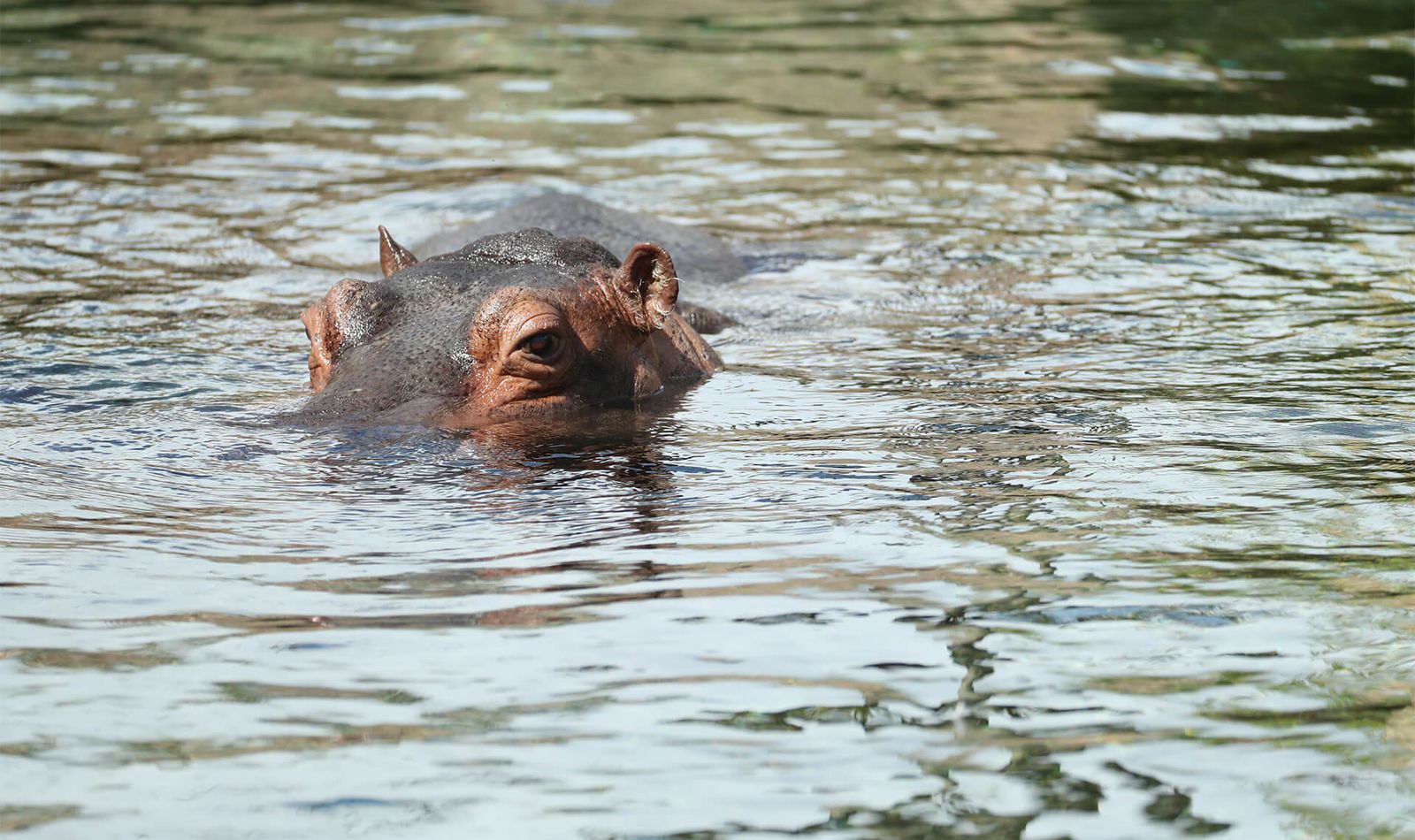 Hippopotame Amphibie | ZooParc De Beauval