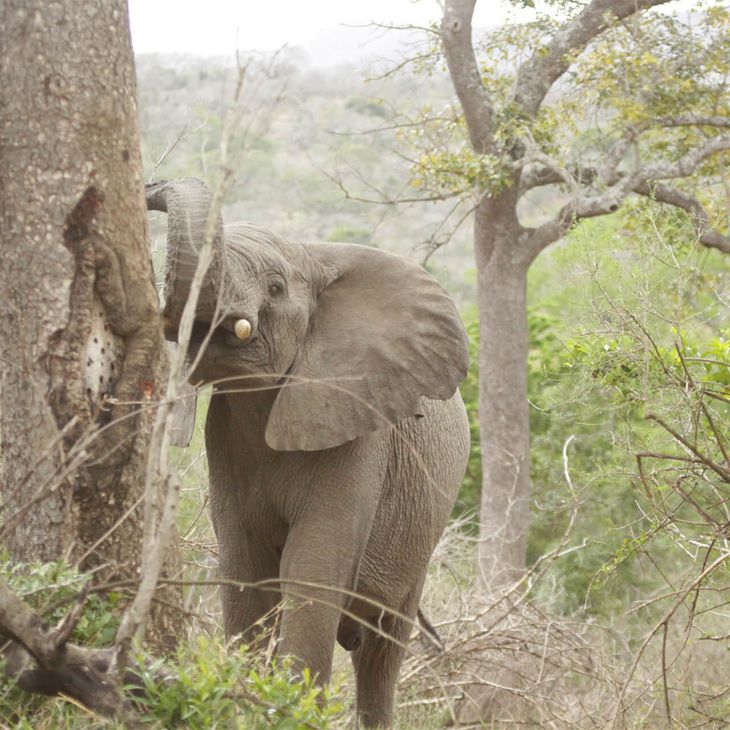 Éléphant sauvage en Afrique - Nos missions - ZooParc de Beauval