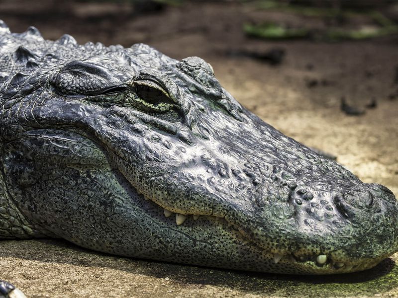 Alligator du Mississipi - Les animaux du Vivarium et Aquarium - ZooParc de Beauval