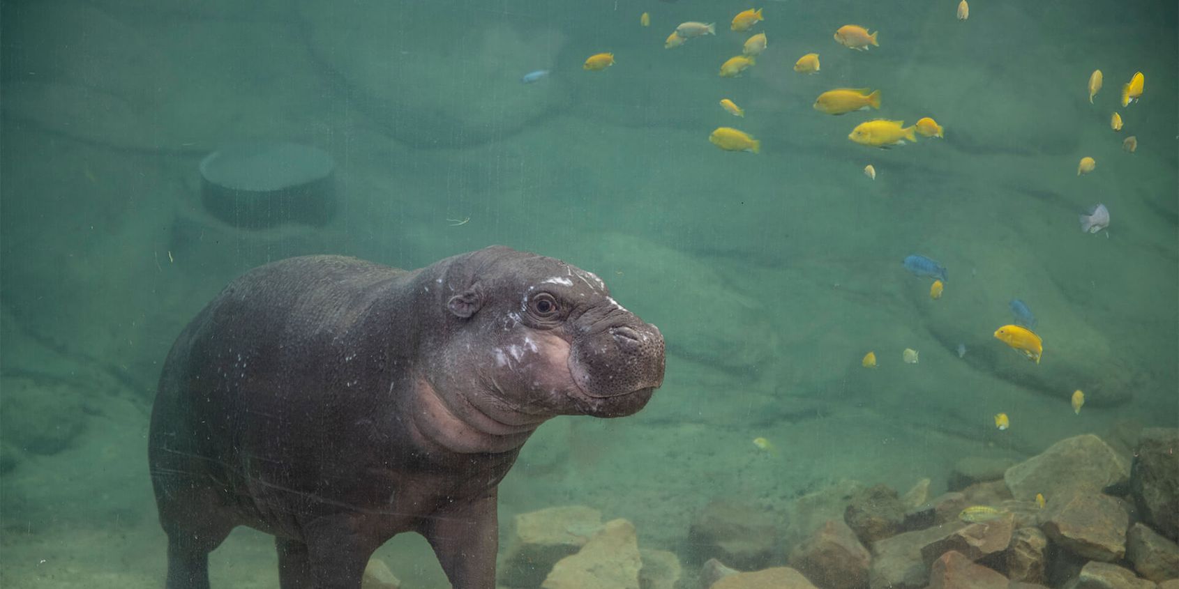 Hippopotame nain - Les animaux du Dôme Équatorial - ZooParc de Beauval