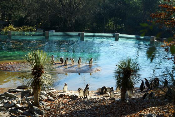 Bassin des manchots - Les animaux de L'Allée Historique - ZooParc de Beauval Bassin des manchots - Les animaux de L'Allée Historique - ZooParc de Beauval