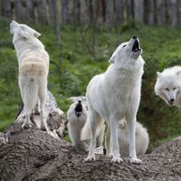 Loups arctiques