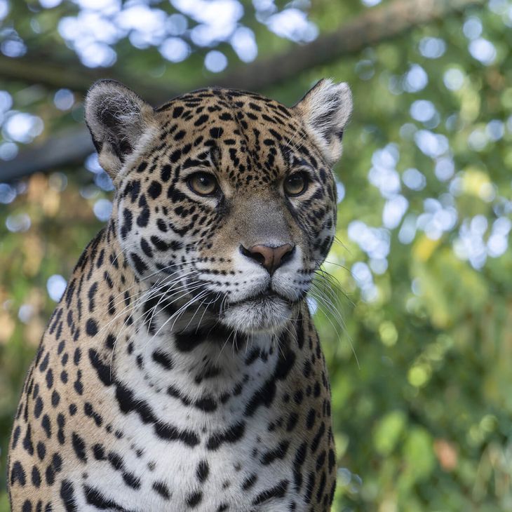 Jaguar - Animaux extraordinaires du ZooParc