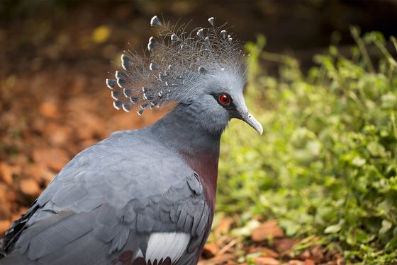 Victoria crowned pigeon