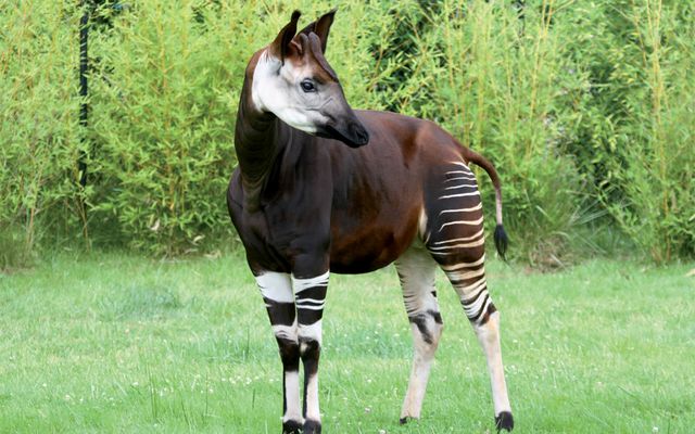 Okapi - L'histoire du ZooParc