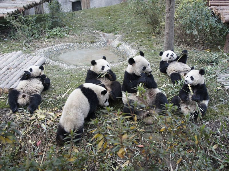 Giant pandas