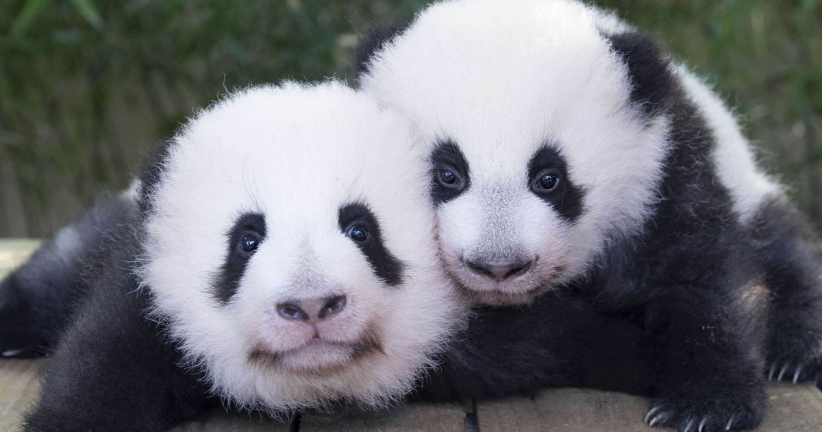 Bébés panda 2021  ZooParc de Beauval