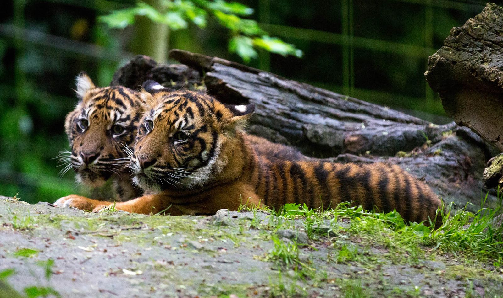 Tigres de Sumatra - Animaux extraordinaires du ZooParc