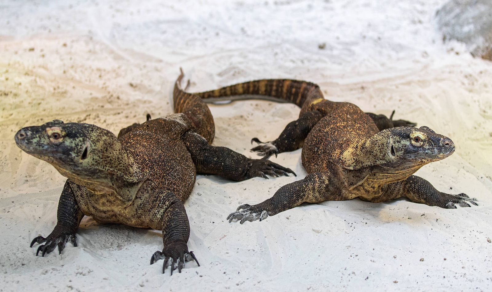 Varans de Komodo - Animaux extraordinaires du ZooParc