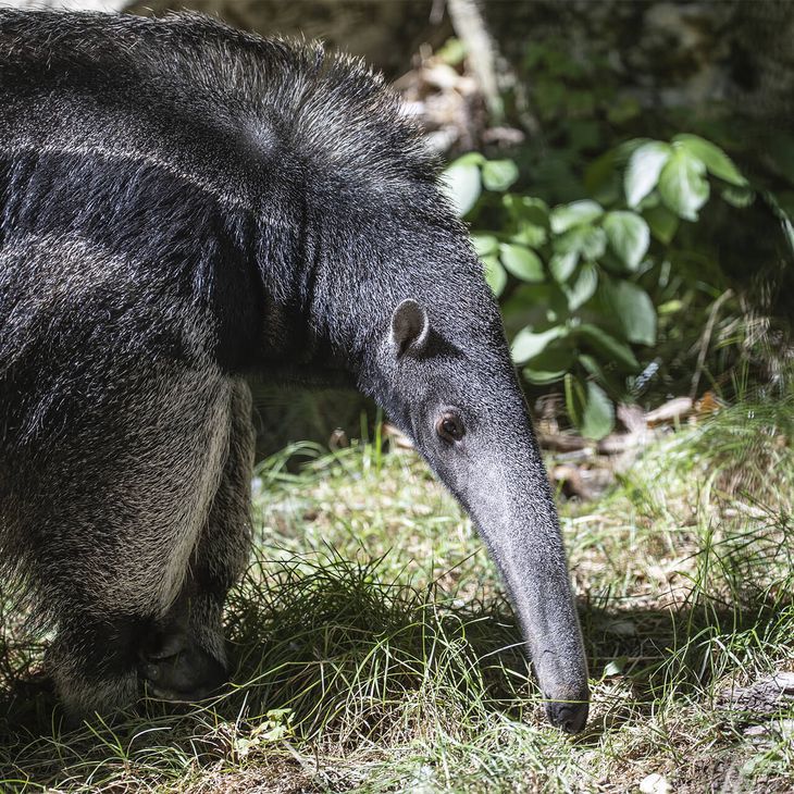 Fourmilier géant - Animaux extraordinaires du ZooParc