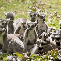 Ring-tailed lemurs