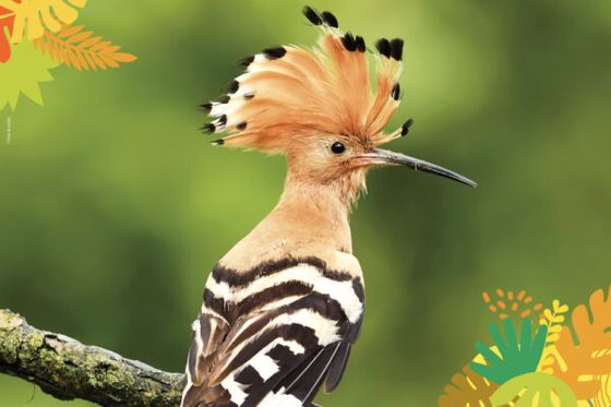 Redécouvrez l’Europe, à la Maison Beauval Nature du 7 au 29 juin 2025 !
