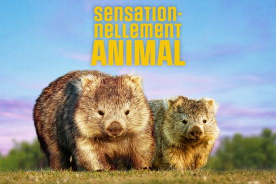 Nouveautés 2026 à Beauval : ouverture le samedi 4 avril !