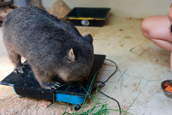 Les coulisses étonnantes de la pesée de nos wombats