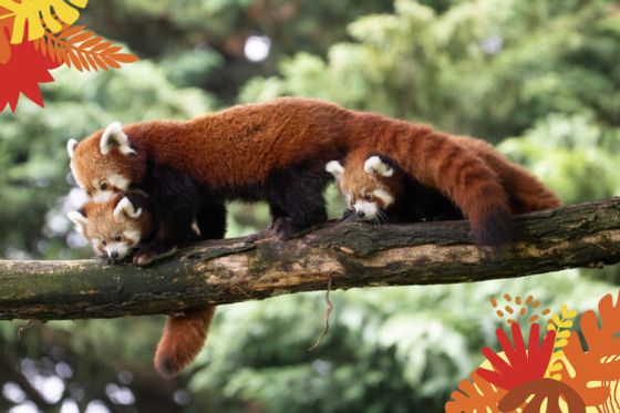 Embarquez pour un Tour du Monde à la Maison Beauval Nature !