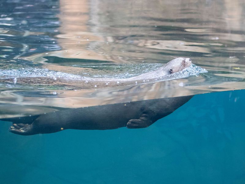 Loutre géante - Animaux extraordinaires du ZooParc