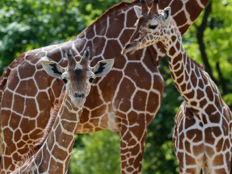 Groupe de girafes dans la Savane Africaine – Sensibiliser les visiteurs – ZooParc de Beauval