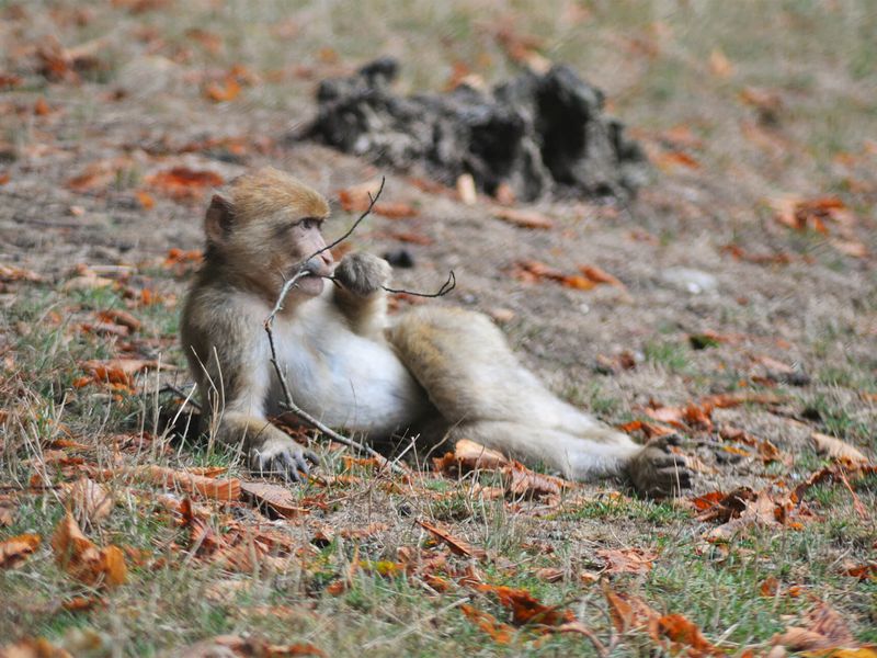 Magot - Animaux extraordinaires du ZooParc