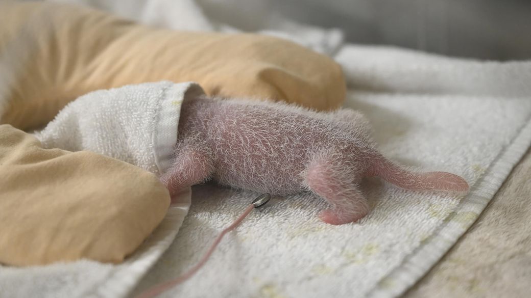 One of the twins warm in her incubator - Panda cubs - ZooParc de Beauval