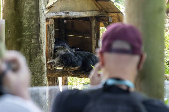 Journée des Parrains : un rendez-vous incontournable au ZooParc de Beauval