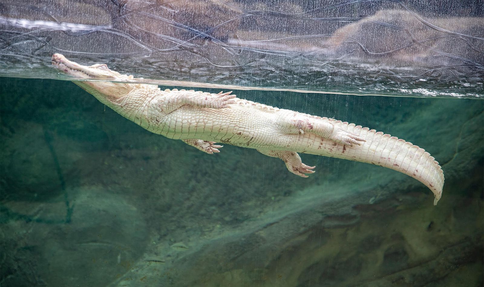 Alligator albinos - Animaux extraordinaires du ZooParc