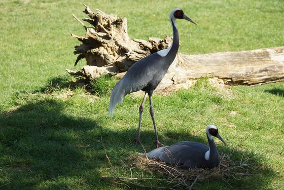 White-naped cranes