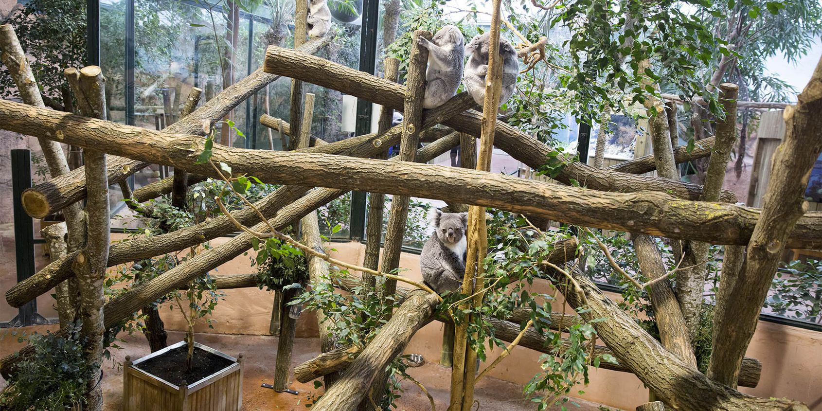 Intérieur de La Serre des Koalas - Territoire du ZooParc de Beauval