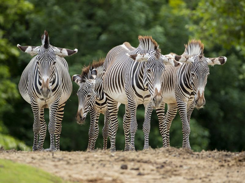 Groupe de zèbres - Les animaux de La Savane Africaine - ZooParc de Beauval