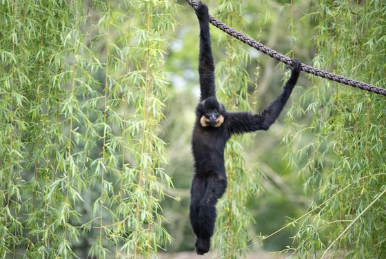 Gibbon à favoris roux - Les animaux de L'Allée Historique - ZooParc de Beauval