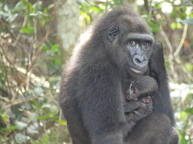 Naissance gorille au Gabon - Association Beauval Nature - ZooParc de Beauval