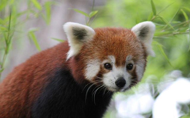 Panda roux - L'histoire du ZooParc