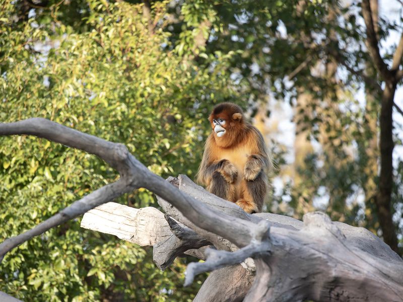 Singe doré - Animaux extraordinaires - ZooParc de Beauval