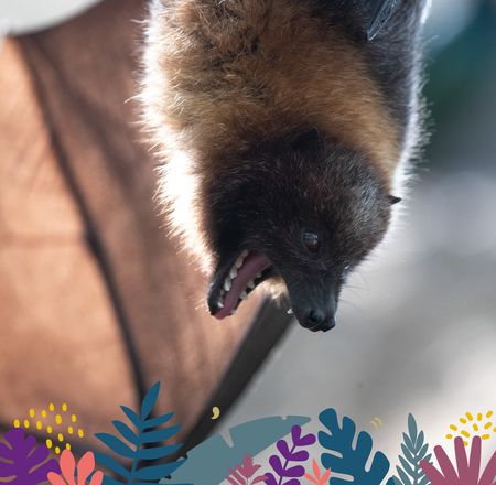 Animations MonstroZoo - Activités dans le parc - ZooParc de Beauval