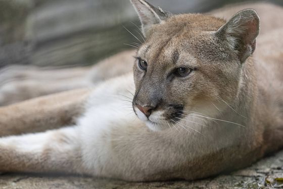 Puma - Les animaux du Bois des Fauves - ZooParc de Beauval