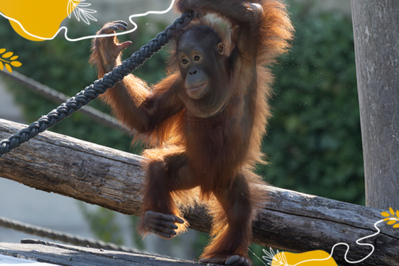 Journée mondiale des orangs-outans : Raja grandit, observe… et apprend !
