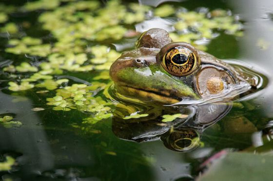 Grenouille taureau en Sologne : 25 étangs passés au crible