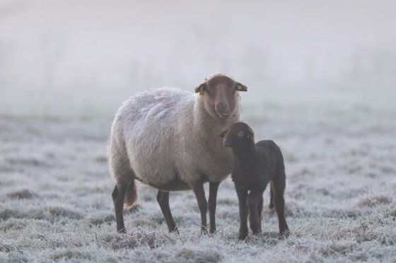 Beauval met à l’honneur les moutons solognots à Bucolia