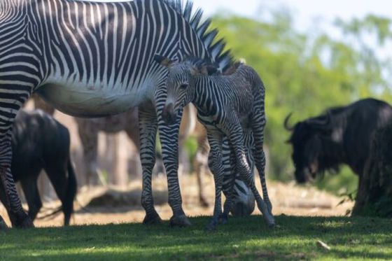 Naissance surprise d’un zèbre de Grévy sous les yeux des visiteurs