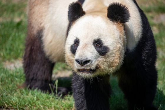 Suivez toute l’actualité du départ des pandas Huan Huan et Yuan Zi