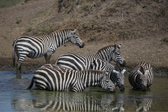 Zebras