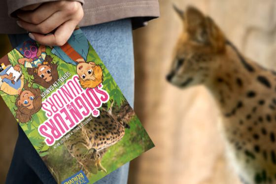« Serval en danger » : sortie du tome 16 des Soigneurs Juniors et jeu-concours