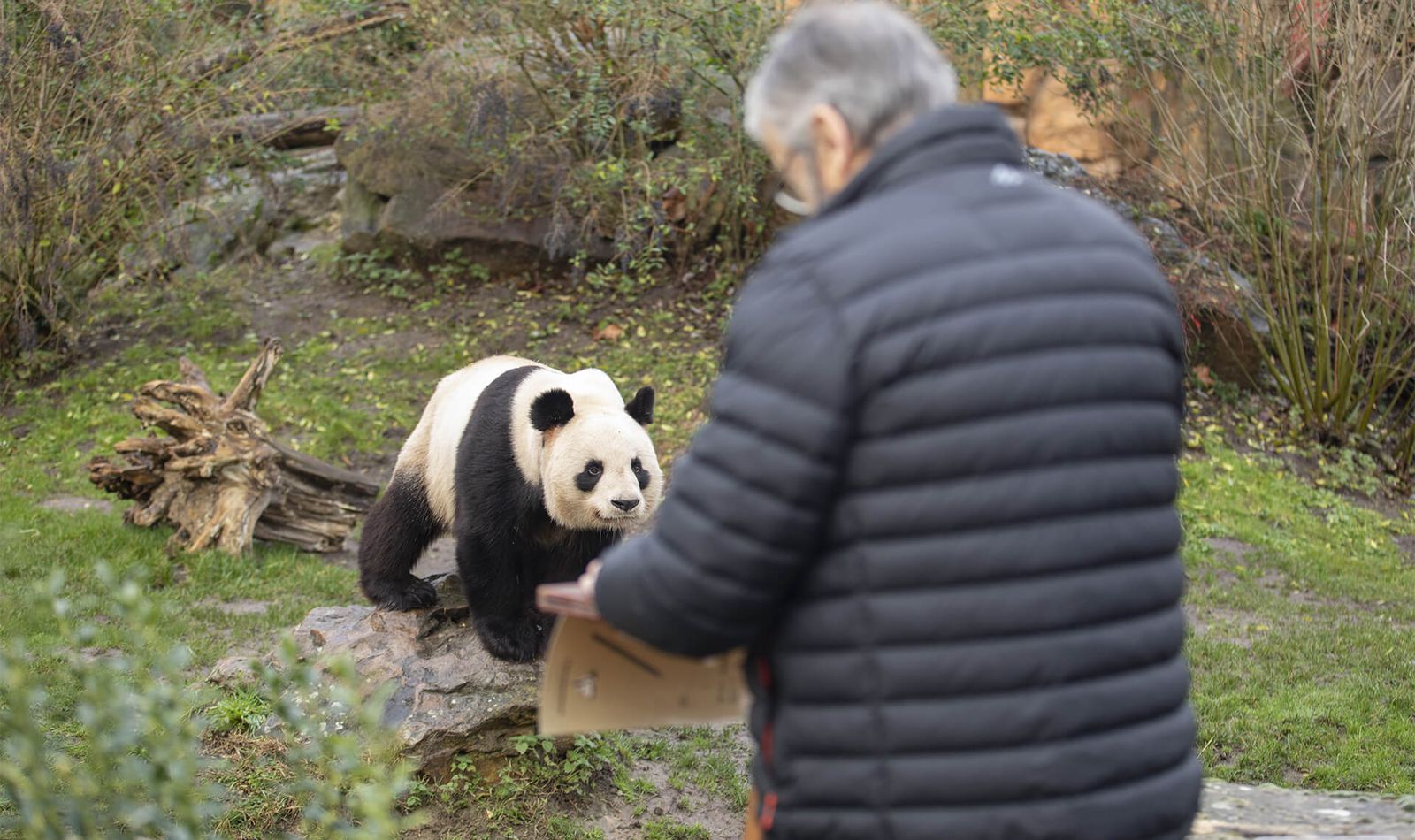 Inspiration devant le territoire des pandas au ZooParc de Beauval