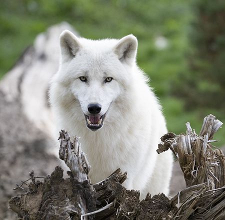 Arctic wolves