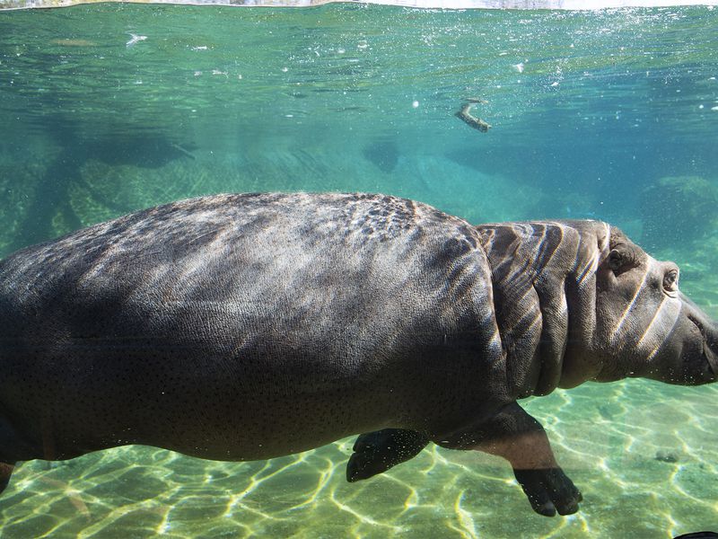 Hippopotame en plongée - Les animaux de La Réserve des Hippopotames - ZooParc de Beauval